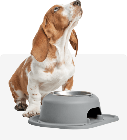 Tazones y sistemas de alimentación para perros